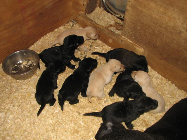 Hope's pups